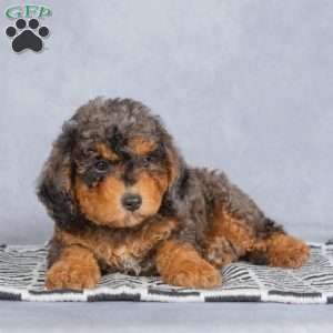 Teddy, Miniature Poodle Puppy